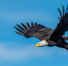 Eagle Leadership Principles