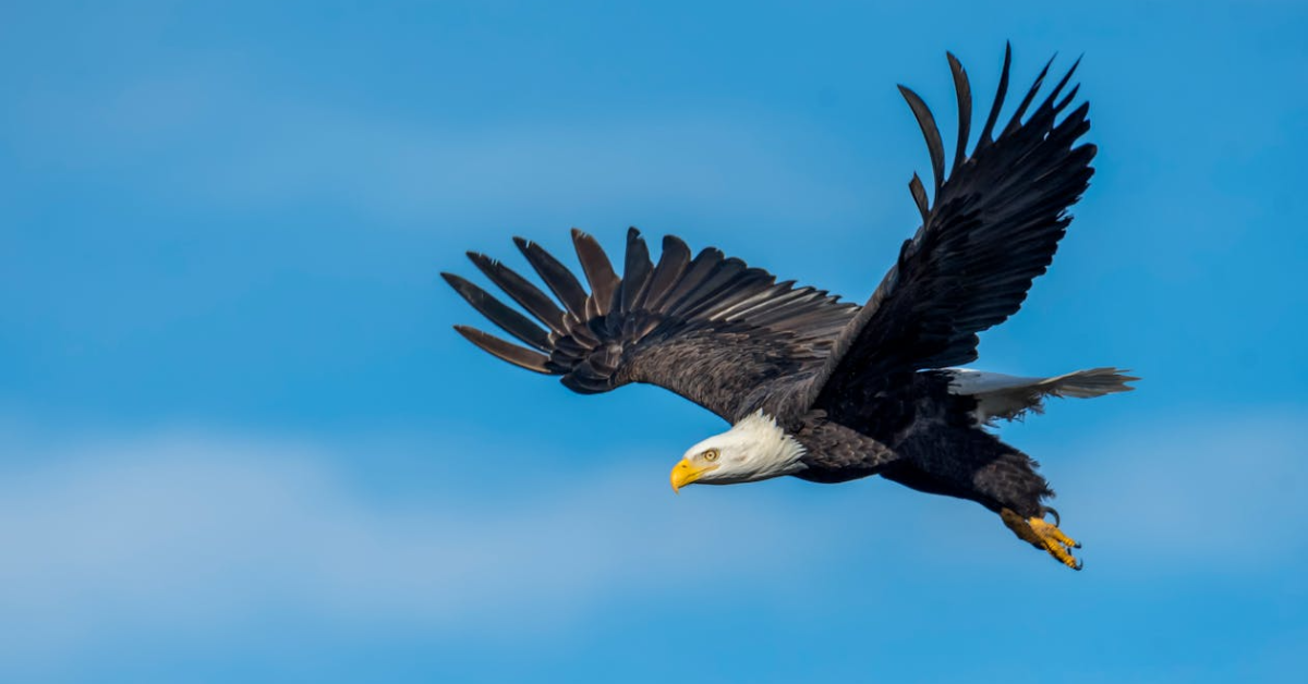 Eagle Leadership Principles